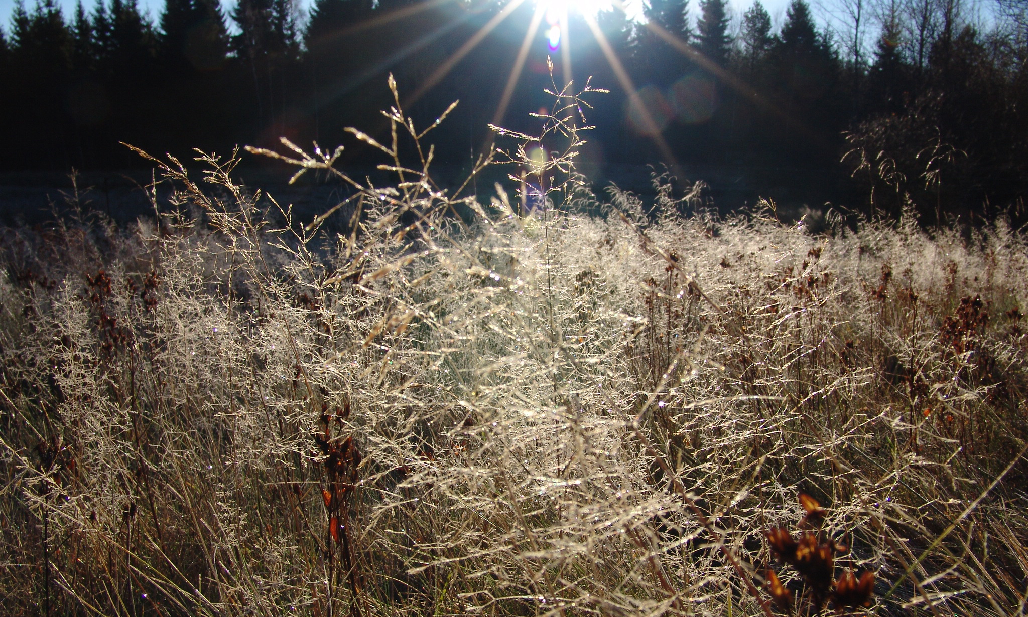 Solen lyser över en grön äng